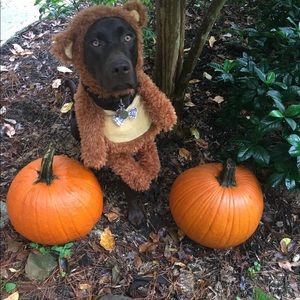 Bear dog costume!